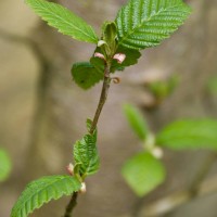 Red Alder